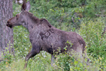 lg/Alces alces/Elk (Moose)