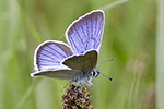 ngsblvinge/Polyommatus semiargus/Mazarine Blue