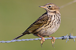 ngspiplrka/Anthus pratensis/Meadow Pipit