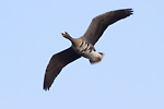 Blsgs/Anser albifrons/Greater White-fronted Goose