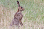 Flthare/Lepus europaeus/European hare