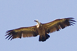Gsgam/Gyps fulvus/Griffon Vulture