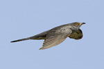 Gk/Cuculus canorus/Common Cuckoo