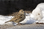 Grsparv/Passer domesticus/House Sparrow