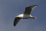 Grtrut/Larus argentatus/Herring Gull