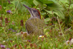 Grngling/Picus viridis/Green Woodpecker