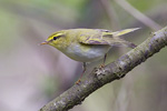 Grnsngare/Phylloscopus sibilatrix/Wood Warbler