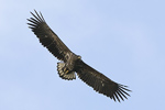 Havsrn/Haliaeetus albicilla/White-tailed Eagle