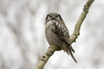 Hkuggla/Surnia ulula/Northern Hawk Owl