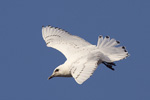Isms/Pagophila eburnea/Ivory Gull
