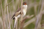 Krrsngare/Marsh Warbler