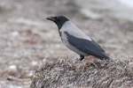 Grkrka/Corvus corone cornix/Hooded Crow