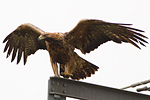 Kungsrn/Aquila chrysaetos/Golden Eagle