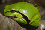 Lvgroda/Hyla arborea/European Tree Frog