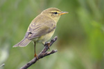 Lvsngare/Willow Warbler