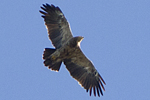 Mindre skrikrn/Aquila pomarina/Lesser Spotted Eagle