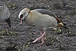 Nilgs/Alopochen aegyptiaca/Egyptian goose