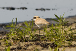 kenpipare/Charadrius leschenaultii/Greater Sand Plover