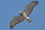 Ormrn/Circaetus gallicus/Short-toed Eagle 
