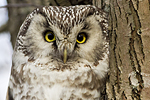 Prluggla/Aegolius funereus/Boreal Owl