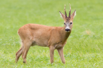 Rdjur/Capreolus capreolus/Roe Deer
