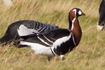 Rdhalsad gs/Branta ruficollis/Red-breasted Goose