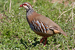 Rdhna/Alectoris rufa/Red-legged Partridge 