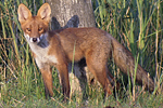 Rdrv/Vulpes vulpes/European red fox