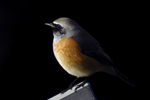 Rdstjrt/Phoenicurus phoenicurus/Common Redstart