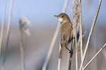 Rrsngare/Eurasian Reed-Warbler