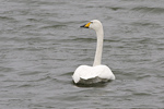 Sngsvan/Cygnus cygnus/Whooper Swan