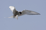 Silvertrna/Arctic Tern