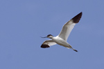 Skrflcka/Recurvirostra avosetta/Pied Avocet