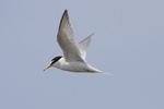 Smtrna/Sterna albifrons/Little Tern