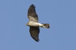 Sparvhk/Accipiter nisus/Eurasian Sparrowhawk