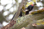 Spillkrka/Dryocopus martius/Black Woodpecker
