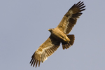 Stpprn/Aquila nipalensis/Steppe Eagle