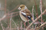 Stenknck/Coccothraustes coccothraustes/Hawfinch