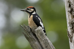 Strre hackspett/Dendrocopos major/Great Spotted Woodpecker