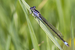 Strre kustflickslnda/Ischnura elegans/Common Blue-tail