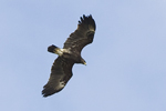 Strre skrikrn/Aquila clanga/Greater Spotted Eagle