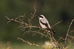 Svartpannad trnskata/Lanius minor/Lesser Grey Shrike