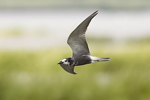 Svarttrna/Black Tern