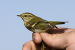Taigasngare/Phylloscopus inornatus/Yellow-browed Warbler