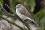 Trdgrdssngare/Garden Warbler