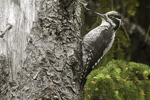 Tretig hackspett/Picoides tridactylus/Three-toed Woodpecker