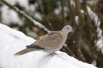 Turkduva/Eurasian Collared-Dove