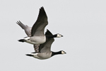 Vitkindad gs/Branta leucopsis/Barnacle Goose