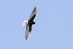 Vitvingad trna/Chlidonias leucopterus/White-winged Tern