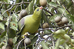 African Green-Pigeon